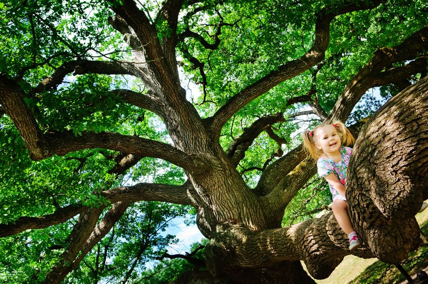 tree service company