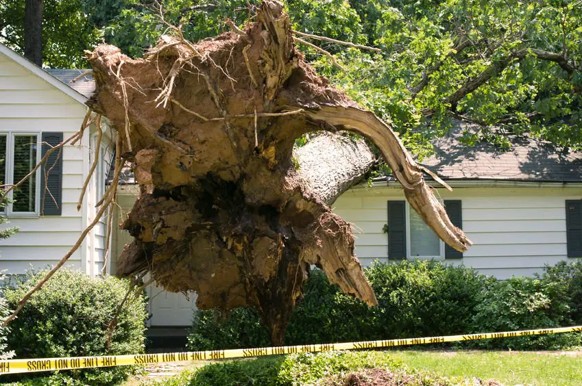 tree services